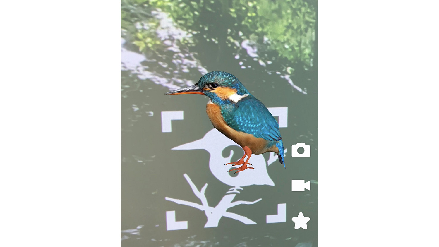 生き物を等身大で観察するAR体験